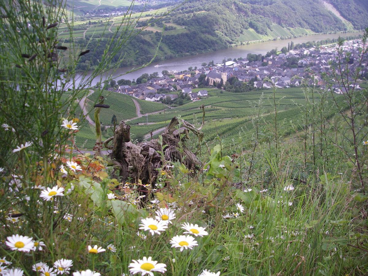 Weingut Bernd Hermes เคิร์ฟ ภายนอก รูปภาพ